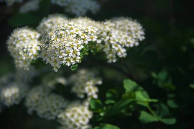 Spirea. Beyaz spirea çiçekleri. Bahar. Çiçek. Doğanın fotoğrafı..