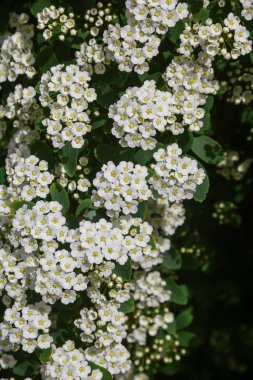 Spirea. Beyaz spirea çiçekleri. Bahar. Çiçek. Doğanın fotoğrafı..