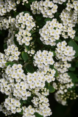 Spirea. Beyaz spirea çiçekleri. Bahar. Çiçek. Doğanın fotoğrafı..