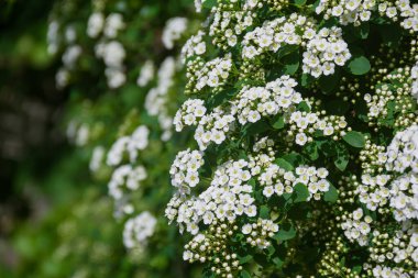 Spirea. Beyaz spirea çiçekleri. Bahar. Çiçek. Doğanın fotoğrafı..