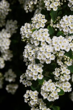 Spirea. White spirea flowers. Spring. Bloom. Photo of nature.