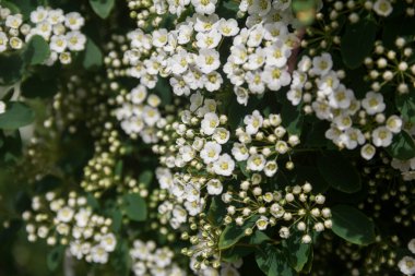 Spirea. White spirea flowers. Spring. Bloom. Photo of nature.