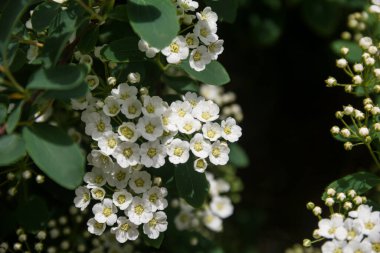 Spirea. Beyaz spirea çiçekleri. Bahar. Çiçek. Doğanın fotoğrafı..