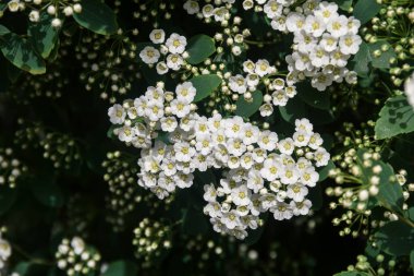 Spirea. Beyaz spirea çiçekleri. Bahar. Çiçek. Doğanın fotoğrafı..