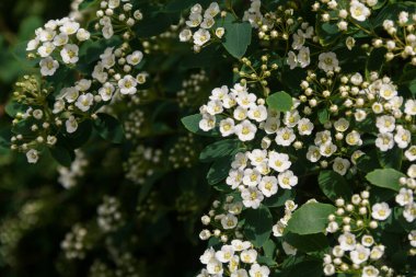 Spirea. Beyaz spirea çiçekleri. Bahar. Çiçek. Doğanın fotoğrafı..