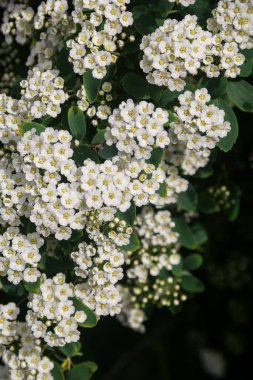 Spirea. White spirea flowers. Spring. Bloom. Photo of nature.