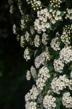 Spirea. Beyaz spirea çiçekleri. Bahar. Çiçek. Doğanın fotoğrafı..