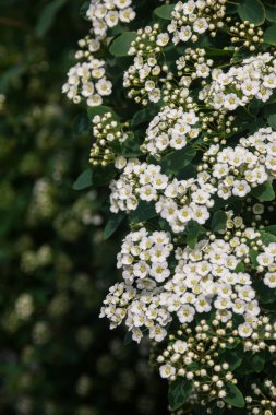 Spirea. Beyaz spirea çiçekleri. Bahar. Çiçek. Doğanın fotoğrafı..