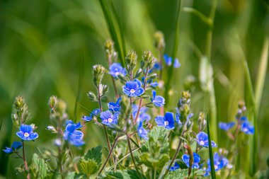 Veronica Oak yeşil çimlerin üzerinde. İyileştirme tesisi.