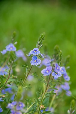 Veronica Oak yeşil çimlerin üzerinde. İyileştirme tesisi.