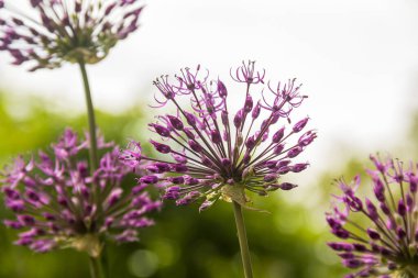 Hafif arka planda dev bir soğan. Doğanın fotoğrafı..