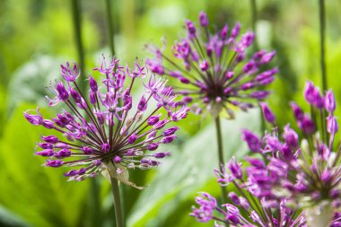 Hafif arka planda dev bir soğan. Doğanın fotoğrafı..