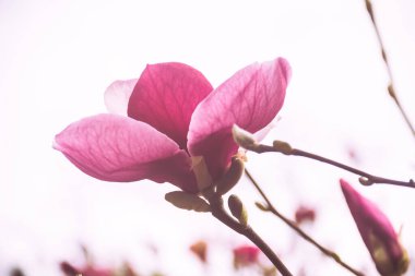 Closeup of magnolia flowers. Photo of nature. Blooming magnolia.