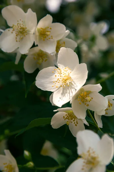 Blühender Jasminstrauch Juni Jasminblüten Weiße Blumen Foto Der Natur — Stockfoto