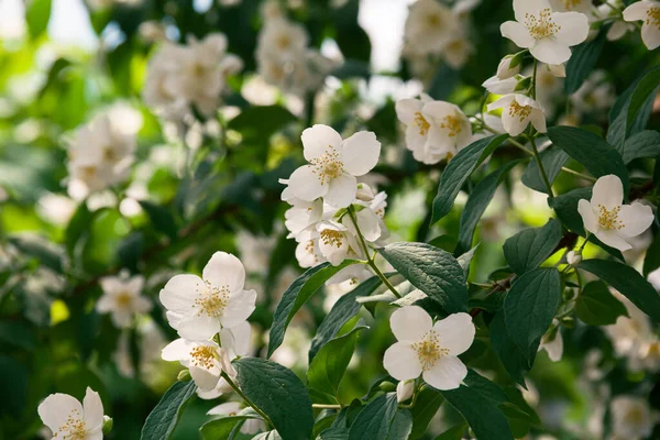 Blühender Jasminstrauch Juni Jasminblüten Weiße Blumen Foto Der Natur — Stockfoto