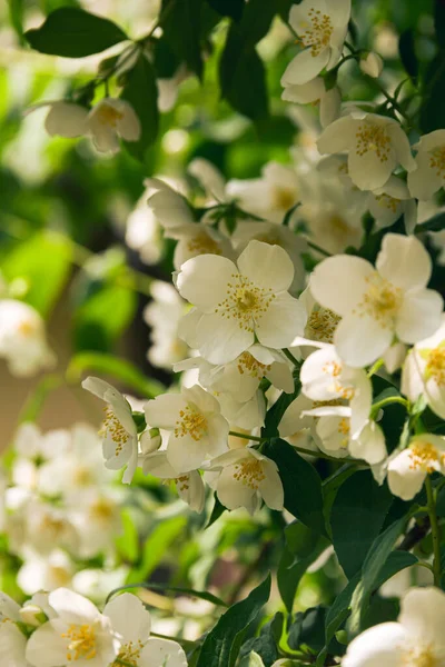 Blühender Jasminstrauch Juni Jasminblüten Weiße Blumen Foto Der Natur — Stockfoto