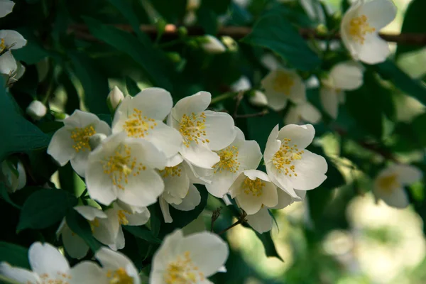 Blühender Jasminstrauch Juni Jasminblüten Weiße Blumen Foto Der Natur — Stockfoto