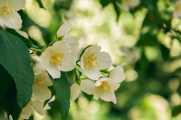 Blühender Jasminstrauch Juni Jasminblüten Weiße Blumen Foto Der Natur — Stockfoto