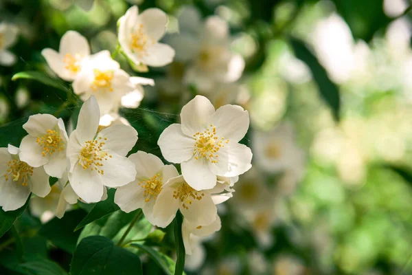 Blühender Jasminstrauch Juni Jasminblüten Weiße Blumen Foto Der Natur — Stockfoto