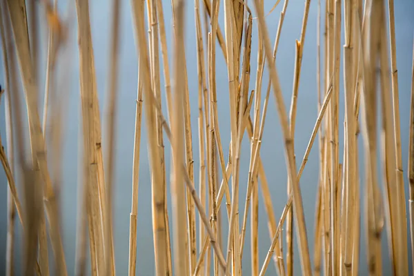 Dry Stalks Reeds Background Water Dry Stems Water Photo Nature — Stockfoto