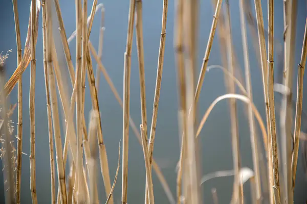 Dry Stalks Reeds Background Water Dry Stems Water Photo Nature — Stock Photo, Image
