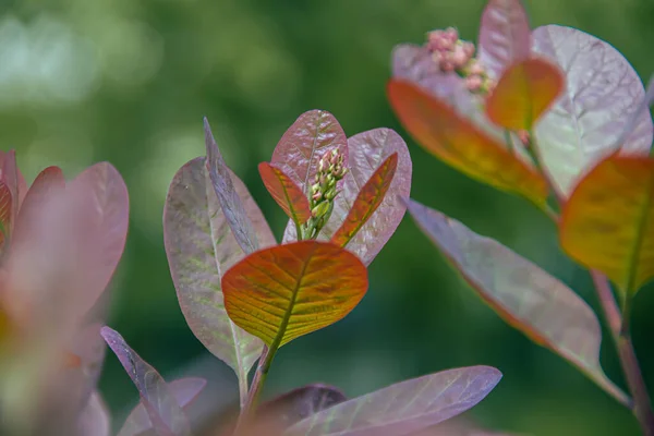 Leaves Skumpia Photo Nature — Stockfoto