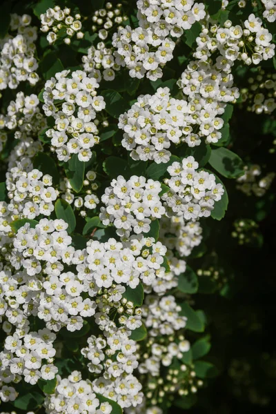 Spirea White Spirea Flowers Spring Bloom Photo Nature — Photo