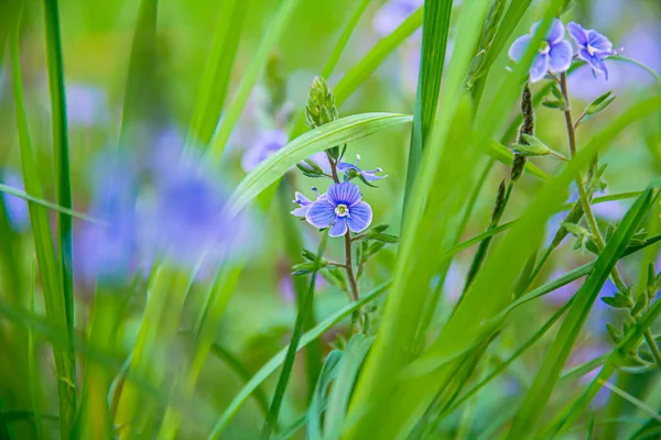 Veronica Oak Background Green Grass Healing Plant — Stockfoto
