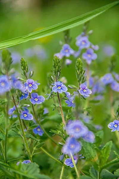 Veronica Oak Background Green Grass Healing Plant — Stock Photo, Image