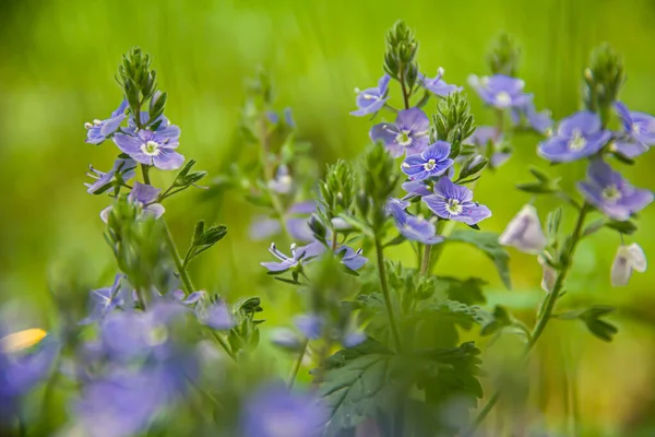 Veronica Oak Background Green Grass Healing Plant — 图库照片