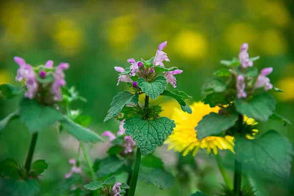 Lamium Maculatum Grass Background Photo Nature — Stockfoto