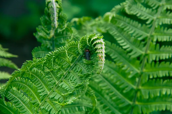 Arbustos Helechos Verdes Bosque Foto Naturaleza —  Fotos de Stock