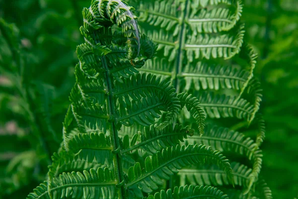 Arbustos Helechos Verdes Bosque Foto Naturaleza —  Fotos de Stock