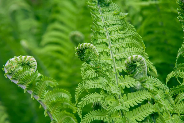 Green Fern Bushes Forest Photo Nature — Stockfoto
