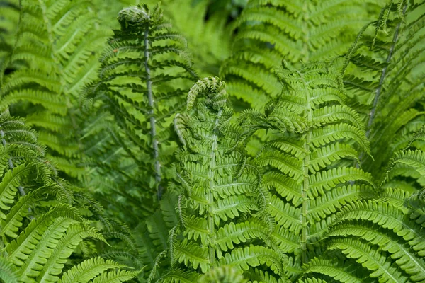 Arbustos Helechos Verdes Bosque Foto Naturaleza —  Fotos de Stock