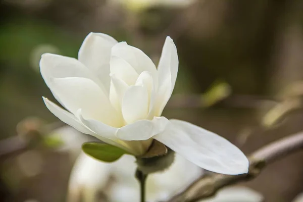Closeup Magnolia Flowers Photo Nature Blooming Magnolia — Stockfoto
