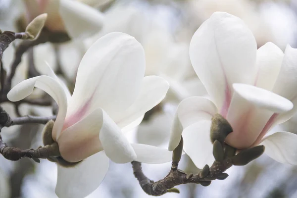 Closeup Magnolia Flowers Photo Nature Blooming Magnolia — Zdjęcie stockowe