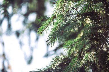 Kozalaklı bir ağacın dalları. Ladin. Doğanın fotoğrafı..