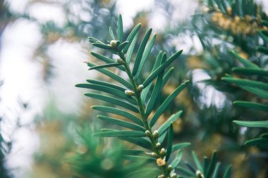 Çiçek açarken porsuk üzümü. Dallar. Doğanın fotoğrafı.. 