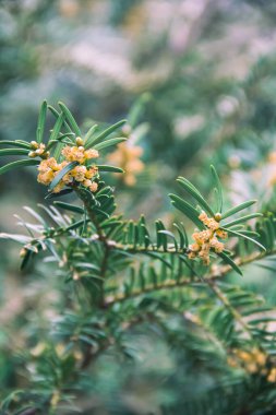 Çiçek açarken porsuk üzümü. Dallar. Doğanın fotoğrafı.. 