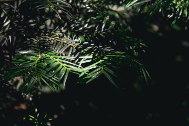 Karanlık bir arka planda porsuk bitkisinin dalları. Doğanın fotoğrafı..