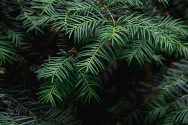 Karanlık bir arka planda porsuk bitkisinin dalları. Doğanın fotoğrafı..