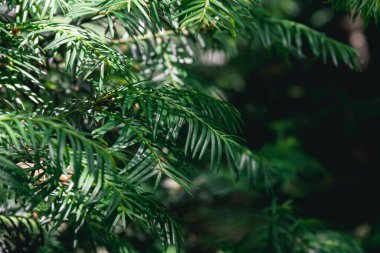 Karanlık bir arka planda porsuk bitkisinin dalları. Doğanın fotoğrafı..