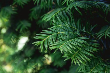 Karanlık bir arka planda porsuk bitkisinin dalları. Doğanın fotoğrafı..