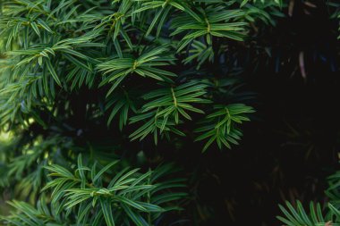 Karanlık bir arka planda porsuk bitkisinin dalları. Doğanın fotoğrafı..