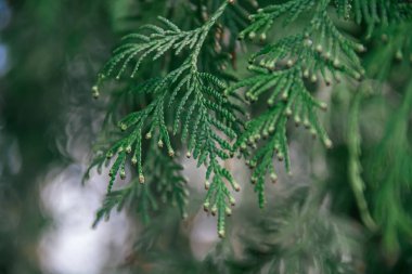 Thuja dalları. Doğanın fotoğrafı. thuja şubelerinin kapatılması.