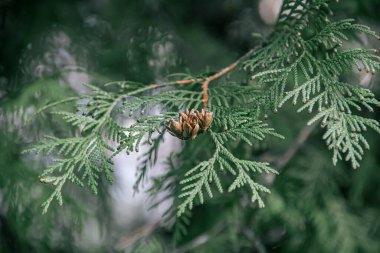 Thuja dalları. Doğanın fotoğrafı. thuja şubelerinin kapatılması.