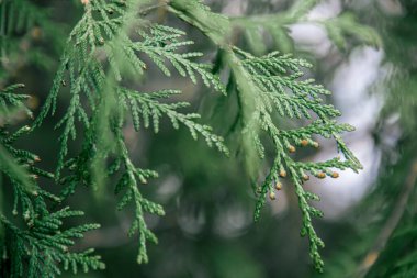 Thuja dalları. Doğanın fotoğrafı. thuja şubelerinin kapatılması.