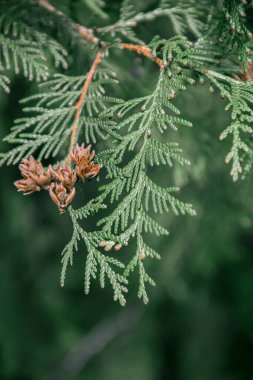 Thuja dalları. Doğanın fotoğrafı. thuja şubelerinin kapatılması.