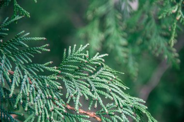 Thuja dalları. Doğanın fotoğrafı. thuja şubelerinin kapatılması.
